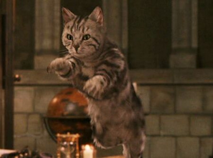 Minerva McGonagall sous sa forme Animagus de chat
